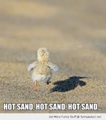 17 Chicken Memes That Will Put A Big Smile On Your Face Funny Animal Memes Cute Animal Memes Cute Funny Animals