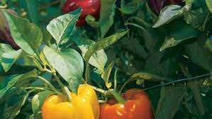 An all american selection (aas). How To Grow Bell Peppers Finegardening