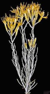 Image result for Nesaea ramosa