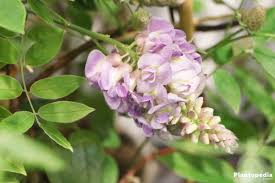 Maybe you would like to learn more about one of these? Wisteria Tree How To Plant Grow Care Prune Wisteria Vines Plantopedia
