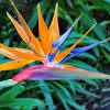Strelitzia reginae vs nicolai indoor. 1