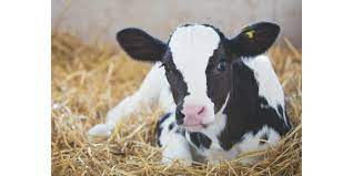 Mit flexionstabellen der verschiedenen fälle und zeiten ✓ aussprache und . Calf Stress At Weaning Could Affect Future Morning Ag Clips