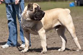 These dogs can grow to stand 25 inches at the shoulder, weighing in at up to 75 pounds. These Are The Shortest Living Dog Breeds