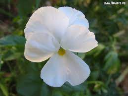 White Pansy Pansies Language Of Flowers Flowers