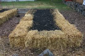 The beds have had plants growing in them for about 7 months and we finally decided to. Straw Bale Gardening One Hundred Dollars A Month