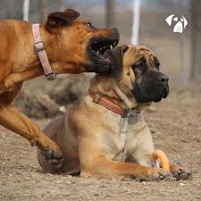 Black Boerboel Puppies For Sale Near Me Pin On Boerboels