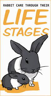 How To Care For A Rabbit From Young To Old Pet Bunny Rabbits Pet Rabbit Care Bunny Cages