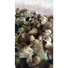 Ia, yang sempat menjabarkan cara pembuatan vaksin dendritik di depan komisi vii dpr ri, menegaskan para peneliti memahami betul cara pembuatannya sehingga publik bebas menilai apakah vaksin benar buatan anak bangsa atau produksi amerika. Bibit Bebek Entok Dod Entok Anak Bebek Entok Entog Mentok Shopee Indonesia