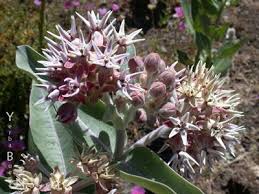 Asclepias Fascicularis Narrow Leaf Milkweed And Asclepias Speciosa Showy Milkweed Grow Well In Virtu In 2020 California Native Plants Asclepias Evergreen Landscape