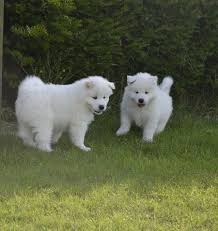 When you adopt a dog from chain of hope, you are giving a dog a second chance at life. Samoyed Puppies For Sale Kansas City Ks 102738