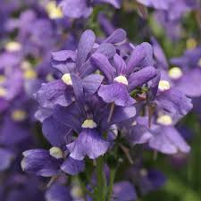 Image result for Nemesia