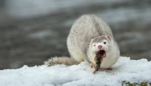 В латвии усилятся морозы в ближайшие три дня на во многих районах латвии усилятся чемпионат мира по хоккею в 2021 году пройдет в риге совет международной федерации. Novosti Daugavpilsa I Latvii Video Novosti Dnya Na Grani Lv