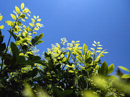 Image result for Murraya