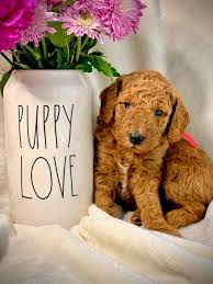 Home raised goldendoodle puppies located at our country we raise our goldendoodle puppies by hand the old fashioned way and not in a kennel facility. Specializing In Goldendoodles And Maltipoos