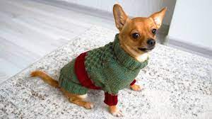 Do you want to knit your first sweater and want to find easy knitting patterns for beginners? Dog Sweater Knitting Pattern