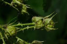 Image result for Rubus iringanus