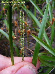 Image result for Axonopus