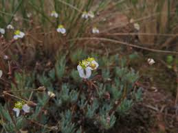 Image result for Hypertelis salsoloides