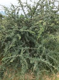Image result for Acacia mellifera
