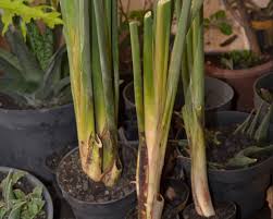 C'est au printemps que vous pourrez réaliser le rempotage de votre strelitzia. Strelitzia Oiseau De Paradis Culture Entretien Et Varietes
