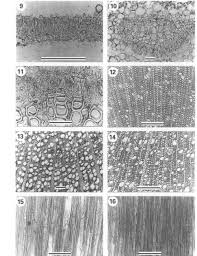 Image result for Virectaria major