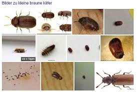 Kleine braune käfer bestimmen und loswerden. Kleine Braune Kaefer In Der Wohnung Teh Naya Blog
