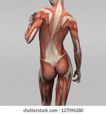 The muscles of the back﻿ are a group of strong, paired muscles that lie on the posterior aspect of the trunk. Female Human Anatomy And Muscles