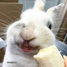 I Thinks Banana Ish Da Best It Makesh Me Smile Rabbit Rabbits Rabbitlove Rabbithole Rabbitlife Rabbi Cute Baby Animals Cute Baby Bunnies Funny Rabbit