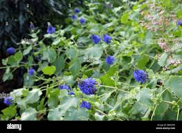 Image result for Pycnostachys schliebenii