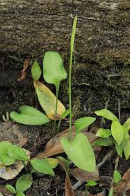 Image result for Ophioglossum reticulatum