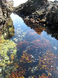 outsidelosangeles get lost in these tide pools portugues