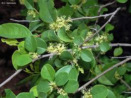 Image result for Flueggea