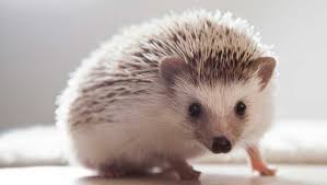 Below are application forms for this information must be provided or your application process will be delayed. Hedgehogs Are A Prickly Issue In Some States
