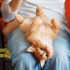 See more ideas about cat paws, crazy cats, paw. Are Cats Ticklish Info For Pet Parents Ultimate Pet Nutrition