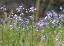 Absolutely thrilled with my recent purchase!! Nuttallanthus Texanus Texas Toadflax Southeastern Arizona Wildflowers And Plants
