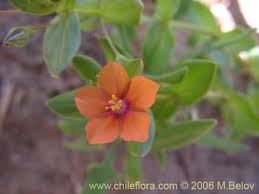 Image result for Anagallis barbata