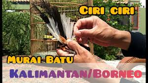Maybe you would like to learn more about one of these? Ciri Ciri Pola Ekor Murai Batu Kalimantan Borneo Youtube