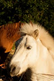 Check spelling or type a new query. Half Horse Half Fish A Mythical Creatures Of Asian At Sanam Luang Bangkok Thailand 171105 0590 Stock Image Image Of Master Decoration 128932171