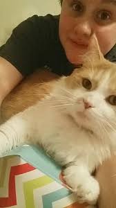 MISSING: His name is goliath he responds very well to people and is very  sweet, he got out at 5 pm last night and has still not been located. He is  orange