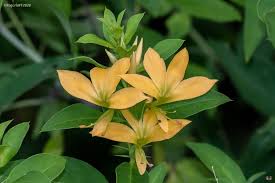 Image result for Barleria galpinii