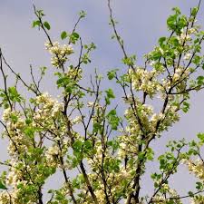 Dogwoods generally exhibit white blooms, but may also show pink or other colors. Cercis Reniformis Texas White Buy White Judas Trees