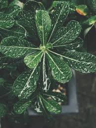 Le 10 migliori piante resistenti al freddo e al sole: 9 Piante Sempreverdi Da Vaso Facili Da Curare Westwing