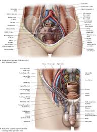 Female abdominal muscles in humananatomybody.com. Arteries Veins Atlas Of Anatomy