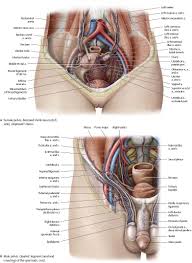 The abdomen contains all the digestive organs, including the stomach, small and large intestines. Arteries Veins Atlas Of Anatomy