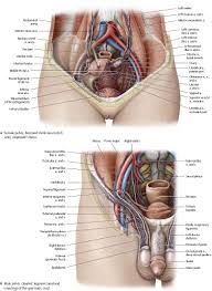 See diagrams and learn this topic now at kenhub! Arteries Veins Atlas Of Anatomy