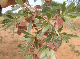 Image result for Terminalia sericea