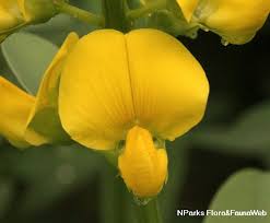 Image result for Crotalaria reptans