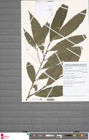 Image result for Ardisia staudtii