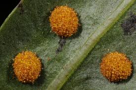 Image result for Lepisorus schraderi