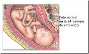 24 Semanas De Gestacao Trocandofraldas Com Br
